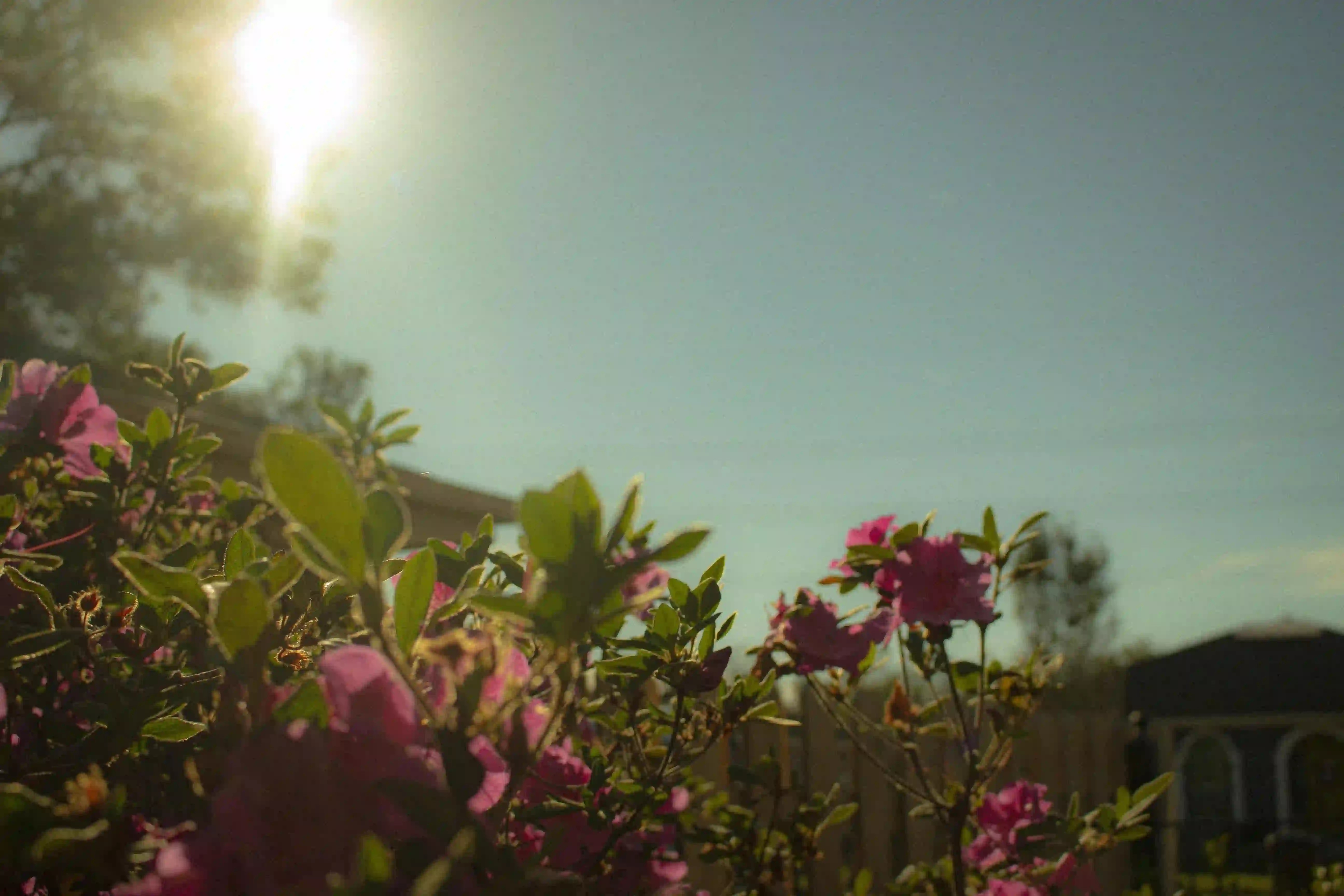 blue sky with rose bush